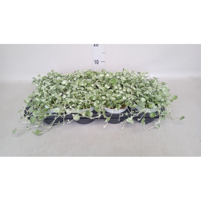 <h4>Dichondra argentea 'Silver Falls'</h4>