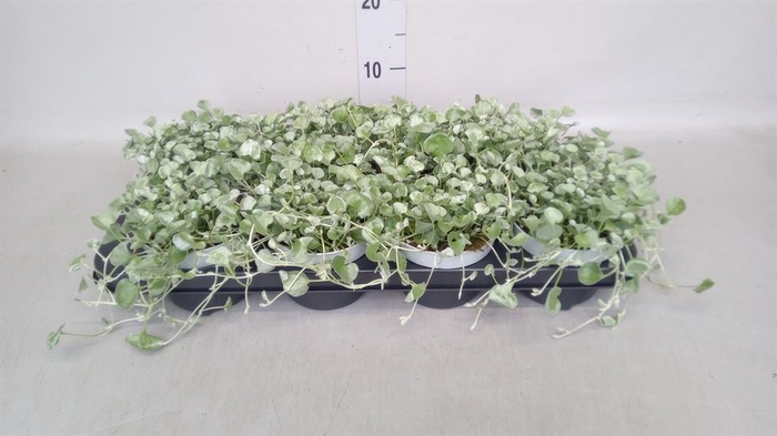 <h4>Dichondra argentea 'Silver Falls'</h4>