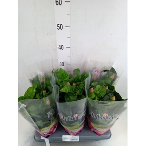 Hibiscus rosa-sin.   ...