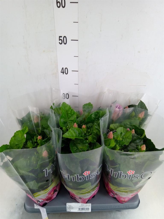 <h4>Hibiscus rosa-sin.   ...</h4>