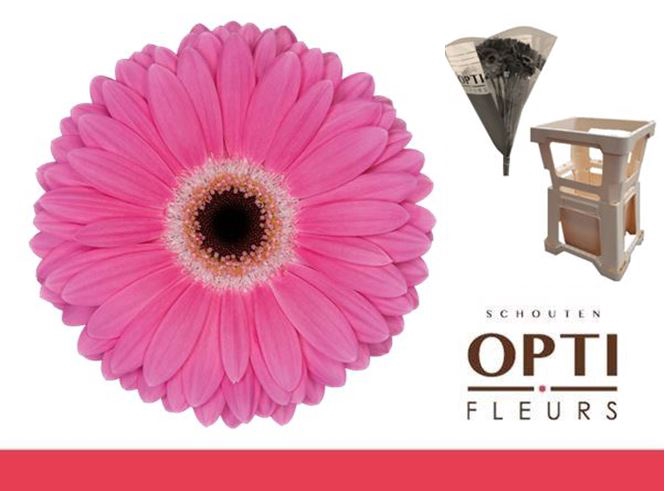 <h4>Gerbera Dreamer Water / Hoes</h4>