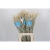 Amaranthus Yearming Desert