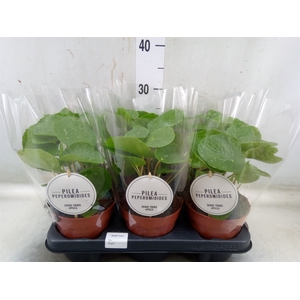 Pilea peperomoides