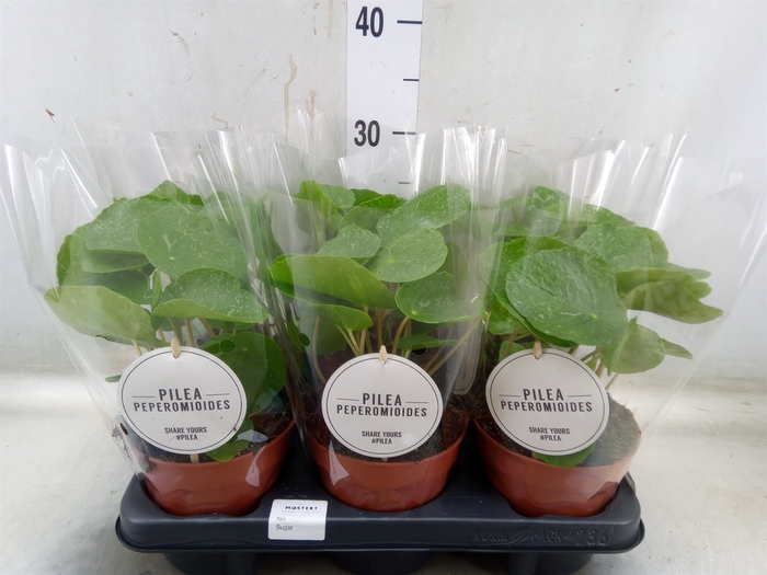<h4>Pilea peperomoides</h4>