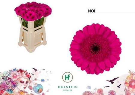 <h4>Gerbera mini Noï</h4>
