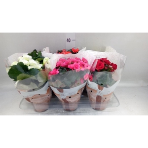 Begonia elat. DU   ...mix