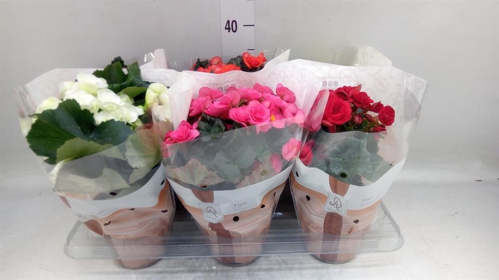 <h4>Begonia elat. DU   ...mix</h4>