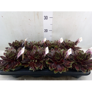 Sempervivum   ...
