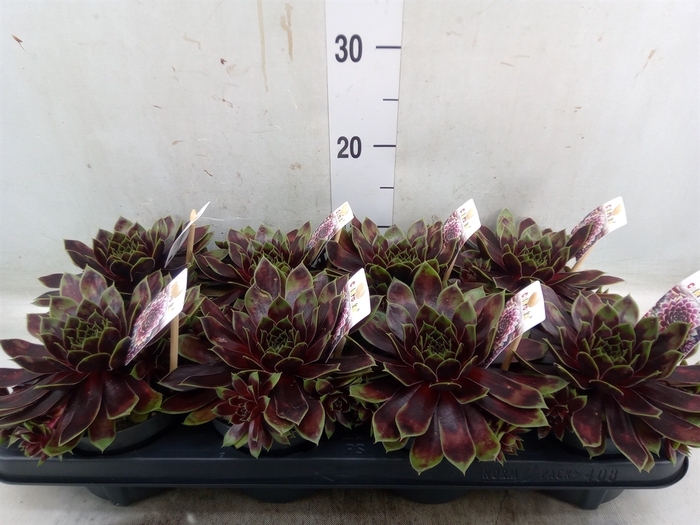 <h4>Sempervivum   ...</h4>