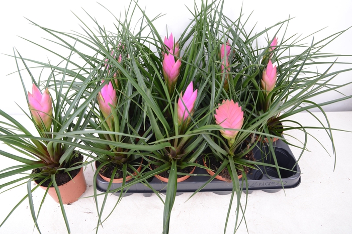 <h4>TILL CYANEA</h4>