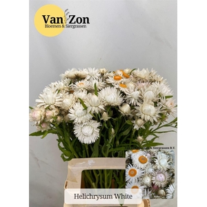 Helichrysum Ov