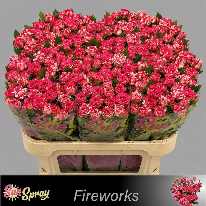 <h4>R TR FIREWORKS</h4>