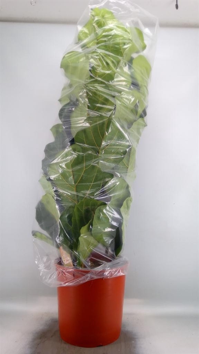 <h4>Ficus lyrata</h4>