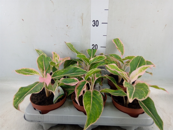 <h4>Aglaonema   ...</h4>