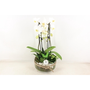 arr2 PL - Bose XL touw phal. wit dracaena