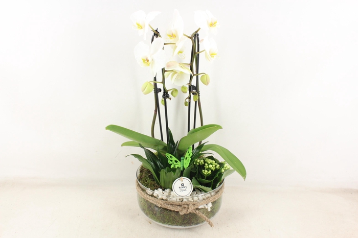 <h4>arr2 PL - Bose XL touw phal. wit dracaena</h4>