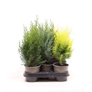 Chamaecyparis gemengde bak