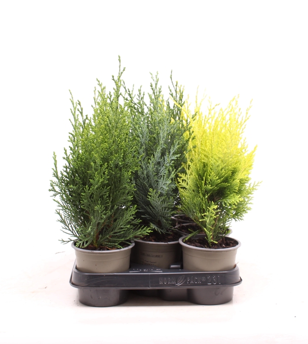 <h4>Chamaecyparis gemengde bak</h4>