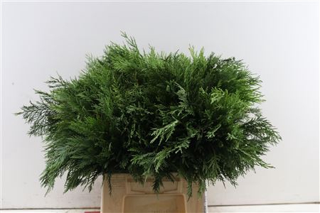 <h4>Leaf conifer green</h4>