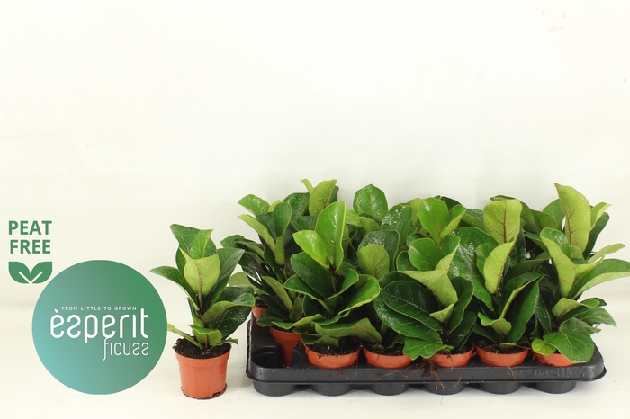 <h4>FICUS LYRATA BAMBINO</h4>