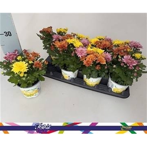 CHRYS GARDEN MUMS GM