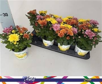 <h4>CHRYS GARDEN MUMS GM</h4>