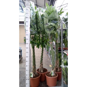 Pachira aquatica