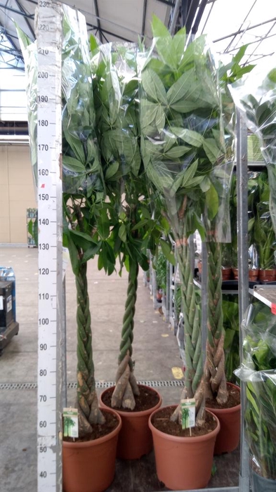 <h4>Pachira aquatica</h4>