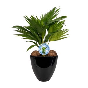 Livistona in avani pot black aspd disk etiket Lucht Zuiverend