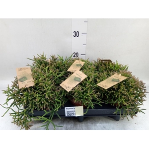 Rhipsalis burchellii