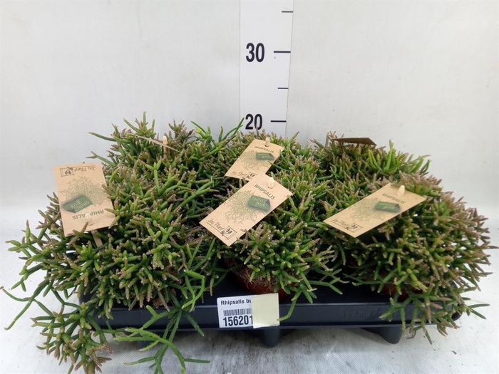 <h4>Rhipsalis burchellii</h4>