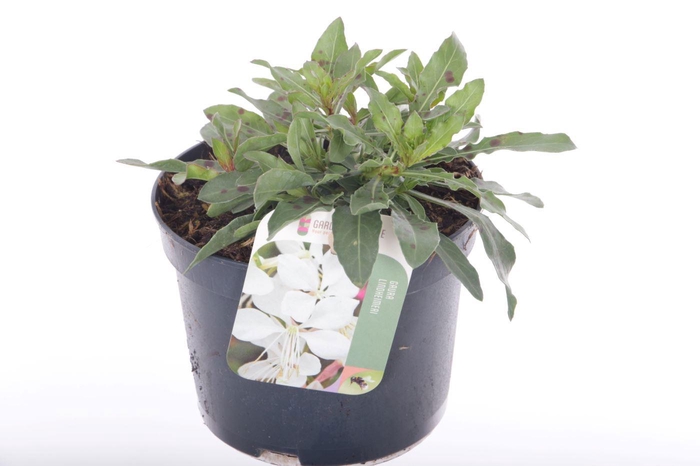 <h4>Gaura lind. Gaudi White</h4>