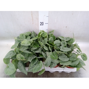 Scindapsus pictus 'Silvery Ann'