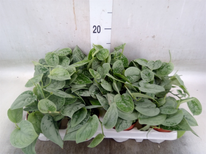 <h4>Scindapsus pictus 'Silvery Ann'</h4>