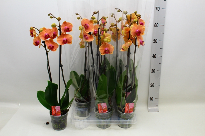 PHAL OV ORANJE