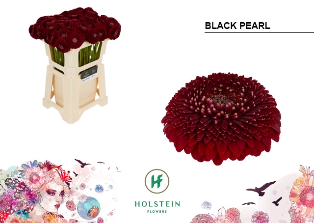 <h4>GE MB POM BLACKPEARL</h4>