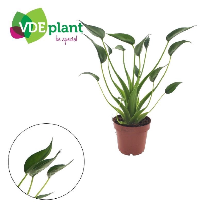 <h4>Alocasia Overig Tiny Dancers</h4>