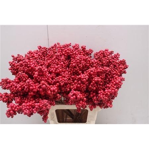 Bes Op Stok Rood