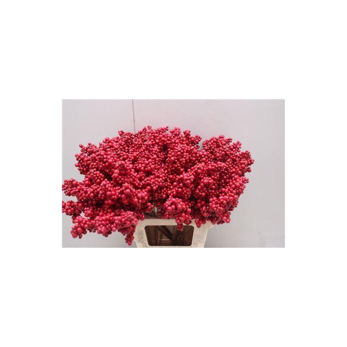 <h4>Bes Op Stok Rood</h4>