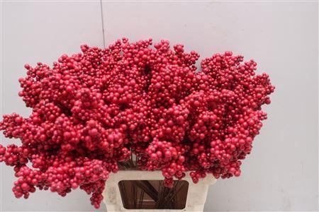 Bes Op Stok Rood