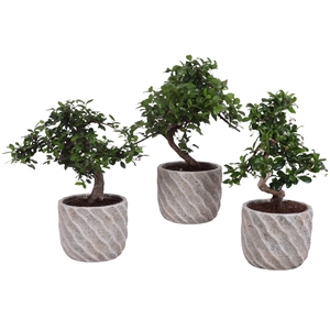 Bonsai Indoor Mix Ø12cm S-Shape in Ø 15cm Ceramic NT668