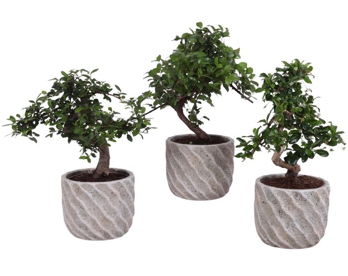 <h4>Bonsai Indoor Mix Ø12cm S-Shape in Ø 15cm Ceramic NT668</h4>