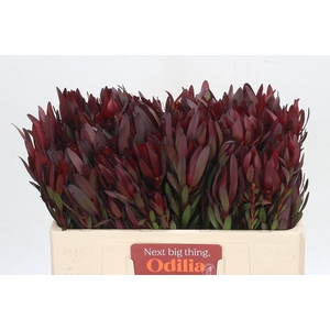 Leucadendron Safari Sunset Spray