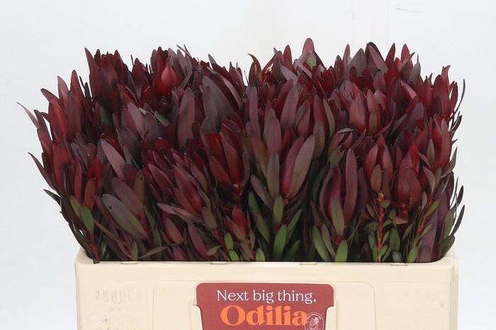 Leucadendron Safari Sunset Spray