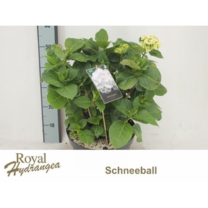 HYDR M SCHNEEBALL