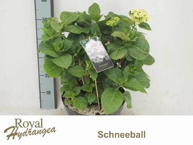 <h4>HYDR M SCHNEEBALL</h4>