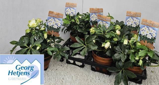 <h4>HELL NI HGC JASPER</h4>