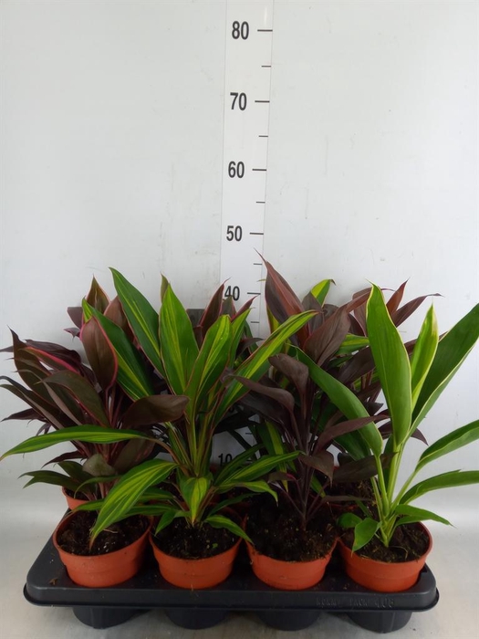 <h4>Cordyline   ...mix</h4>