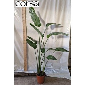 STRELITZIA NICOLAI