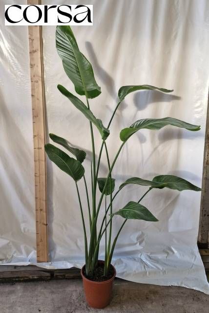 <h4>STRELITZIA NICOLAI</h4>